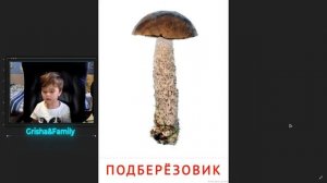 КАРТОЧКИ ДОМАНА ГРИБЫ | ИЗУЧАЕМ ГРИБЫ