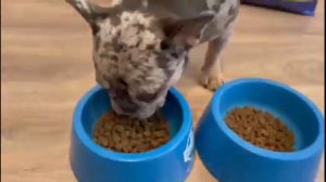 Эксперимент - какой корм выберет французский бульдог?