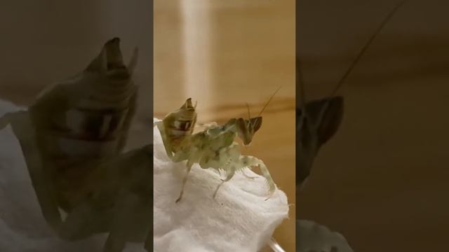 Линька цветочного богомола смотреть онлайн