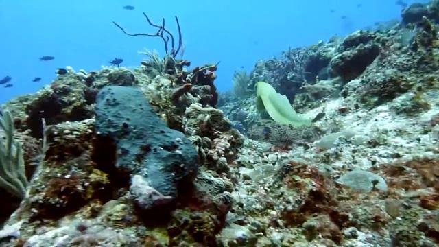 Tauchen Cozumel/Mexico 2014/15 смотреть онлайн