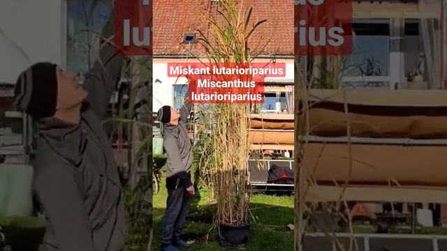 #Miskant #lutarioriparius #Miscanthus #lutarioriparius #uprawa #sadzonki смотреть онлайн
