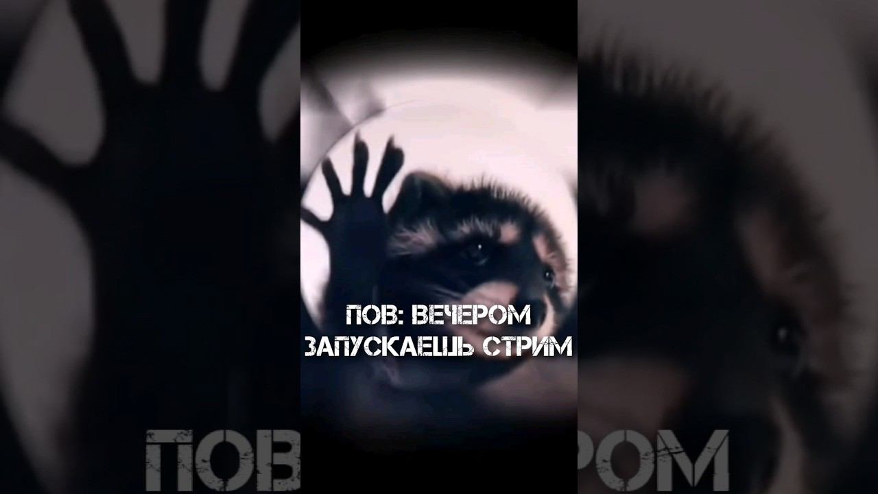 PEDRO ЕНОТ - СОСТОЯНИЕ ДУШИ #snerk #игры #енот #meme #shorts #pedro #racoon #raffaellacarrà #юмор смотреть онлайн