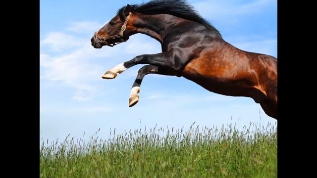 Лучшие скакуны мира. (ЛОШАДИ) смотреть онлайн