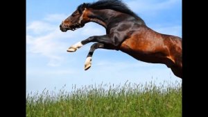 Лучшие скакуны мира. (ЛОШАДИ)