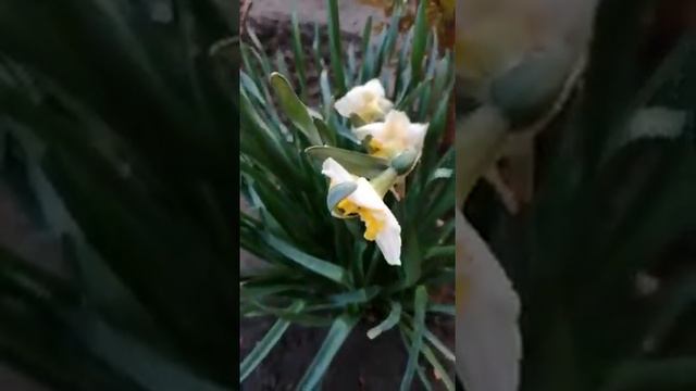 Цветы при доме! Правда Здорово? смотреть онлайн