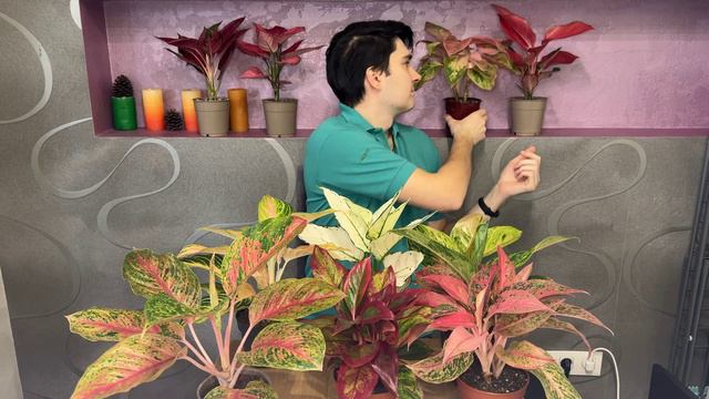 КУПИТЬ АГЛАОНЕМЫ РАЗНЫХ СОРТОВ