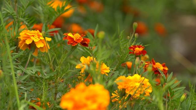 Букет осенних цветов смотреть онлайн