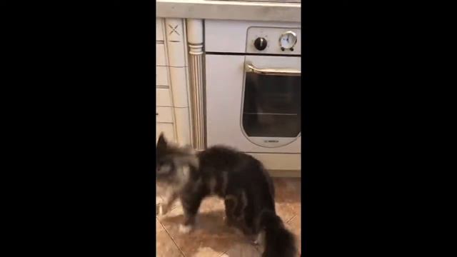 Воришка:) #maincoon смотреть онлайн