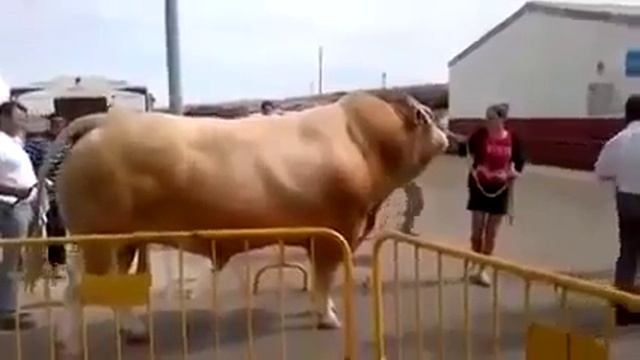 самое большое бык в мире узбекистан смотреть онлайн