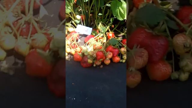 клубничное МЯСО!!! смотреть онлайн