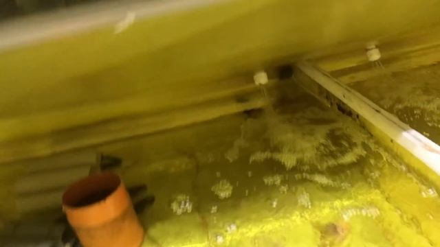 Выпуск малька Австралийского рака в пруды! Как они выглядят и многое другое) смотреть онлайн