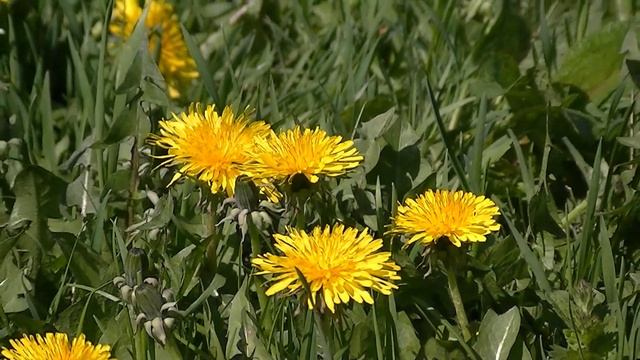 ДУШЕВНАЯ МУЗЫКА