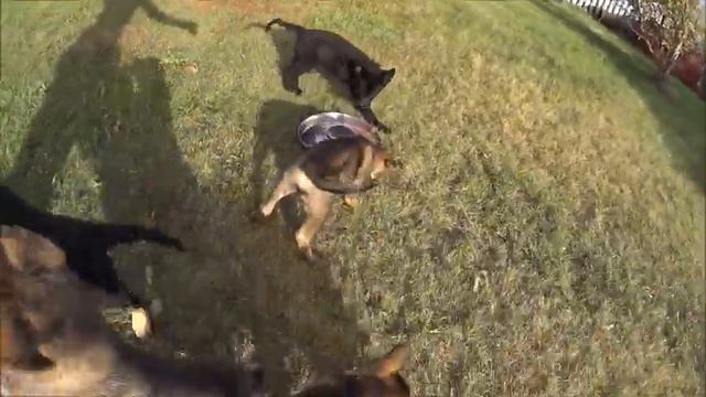 Обед щенков смотреть онлайн