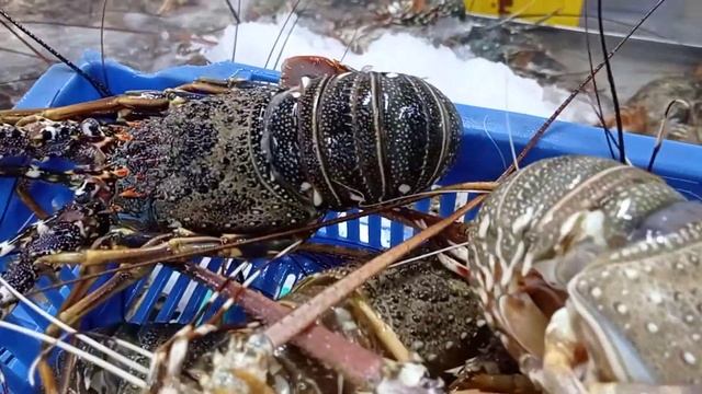 Rock Lobster/Yemen FAO51/Panulirus Homarus