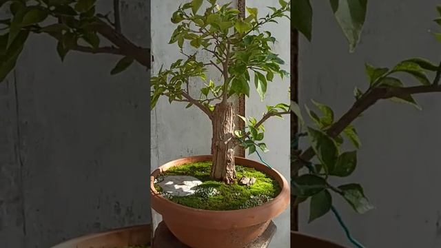 Bougainvillea Glabra.. #bonsai #bonsaiart #bougainvillea #bougainvilleabonsai смотреть онлайн