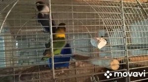 Сезон разведения попугаев, открыт! Вольерное разведение попугаев.