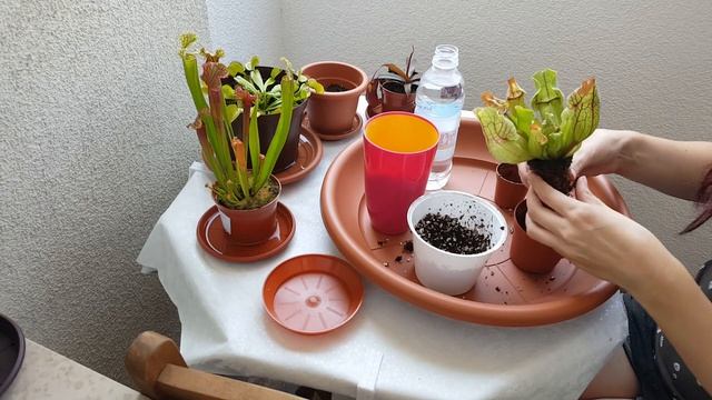 Repotting Sarracenia Purpurea