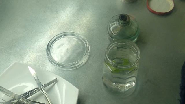 [87] Введение в культуру петунии из меристем и микрочеренков. Высадил клон клубники, ждем ягоды смотреть онлайн