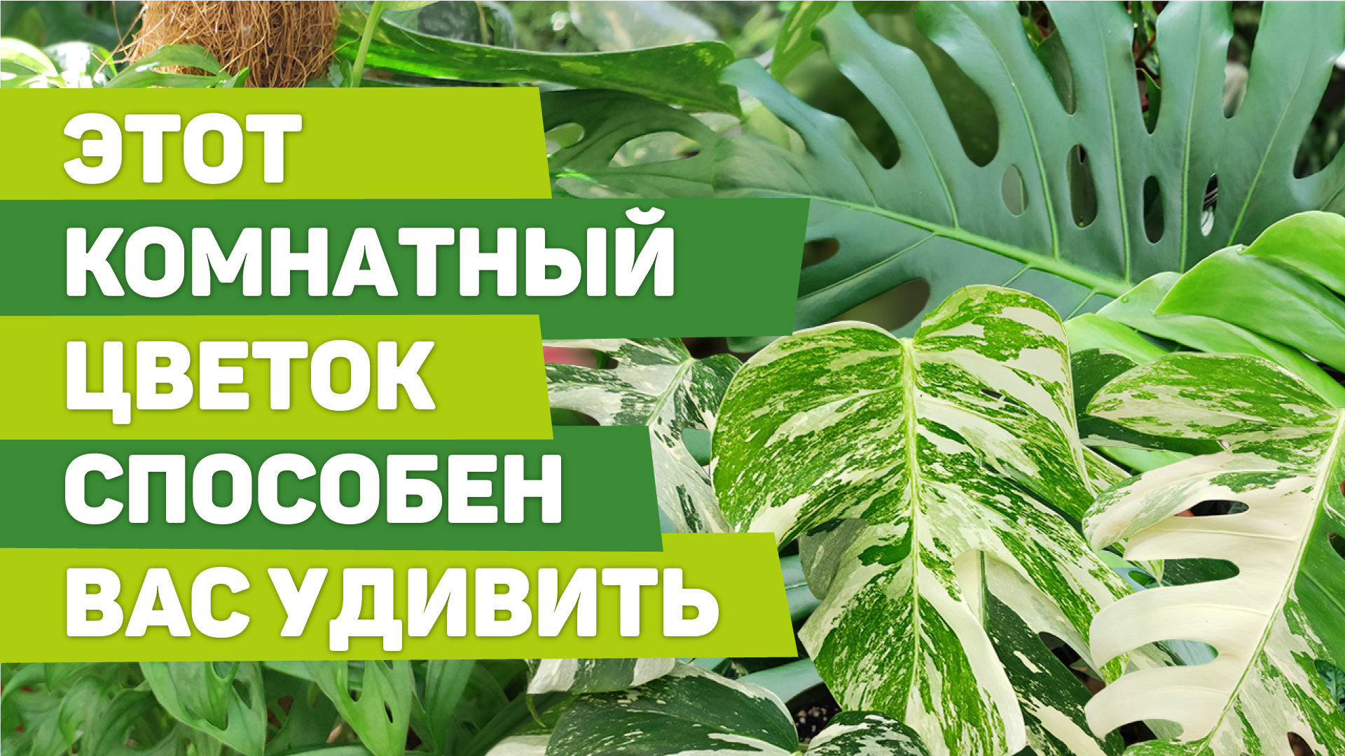 МОНСТЕРЫ. Их удивительно красивые разновидности и секреты выращивания смотреть онлайн