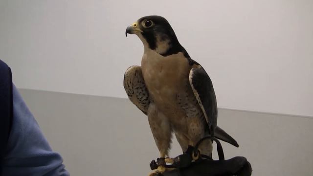 Peregrine. Сапсан (357sp) смотреть онлайн