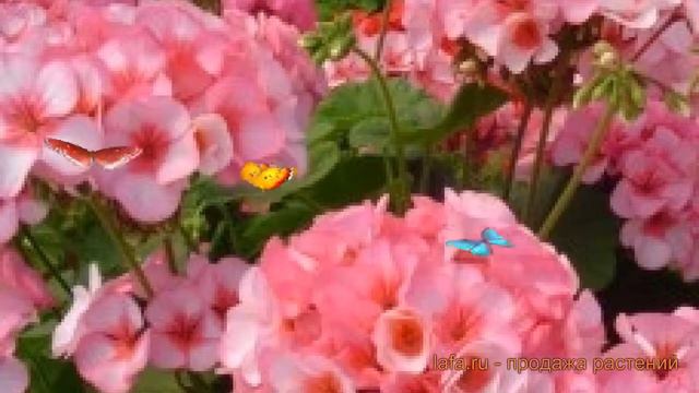 Пеларгония зональный Стар 🌿 зональный пеларгония Стар обзор: как сажать, семена пеларгонии Стар смотреть онлайн