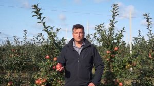 Интенсивный сад яблони 2020