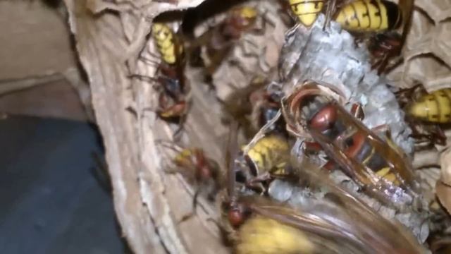 Шершні против ос (Или что будет если осиное гнездо засунуть в шершине) смотреть онлайн