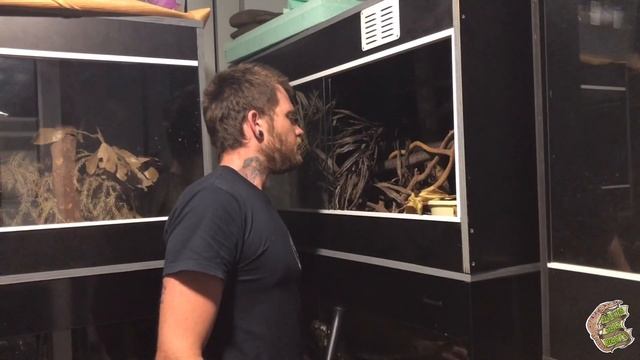 I DID IT! I GOT GREEN TREE PYTHON EGGS! But I’ve got a dilemma… смотреть онлайн