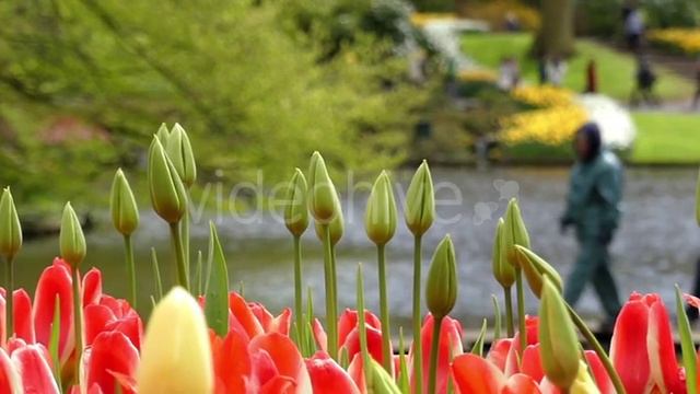 Beautiful Tulips in Park Flowers. смотреть онлайн