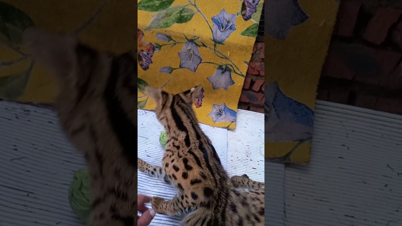 Сервал, капуста и ковролин с колокольчиками от @TigerHouseSpb смотреть онлайн