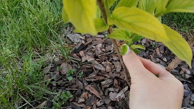 Три тополя на плющихе//Три варианта формирования метельчатой гортензии ШУГА РАШ смотреть онлайн