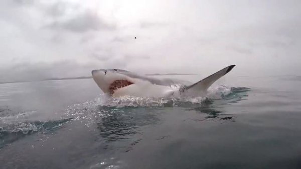 10 MOST DANGEROUS Animal Species On Earth