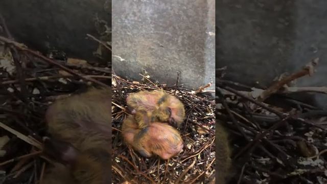 Шок! как на самом деле выглядят птенцы голубя! смотреть онлайн
