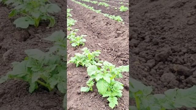 Сорта картофеля на сезон 2023-24г.г. #kartofelural #agriculture #potato смотреть онлайн
