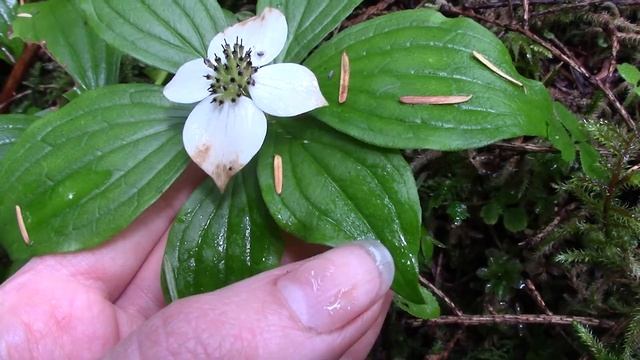 Bunchberry (Cornus canadensis) смотреть онлайн