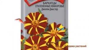 Бархатцы отклоненный Джолли Джестер ? обзор: как сажать, семена бархатцев Джолли Джестер