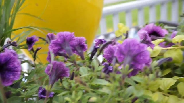 How to Plant a Flower Pot смотреть онлайн