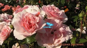 Роза флорибунда Боника (rose bonica bonica) ? роза Боника обзор: как сажать саженцы розы Боника