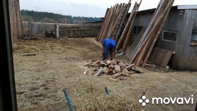 КОРОВЫ НЕ ПОМЕЩАЮТСЯ В САРАИ!ПРИДЕТСЯ ЗИМОВАТЬ НА УЛИЦЕ??!РАЗБИРАЕМ ПОСЛЕДНИЙ САРАЙ! смотреть онлайн