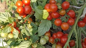 Томат Пуговка. Сорт