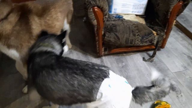 Женские дела / Течка у ХАСКИ смотреть онлайн