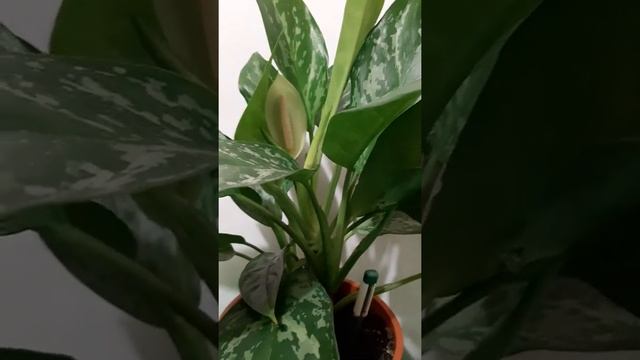 Аглаонема цветет смотреть онлайн