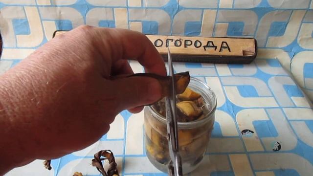 Лучшее удобрение из Банановой кожуры для комнатных цветов и рассады томатов и перца. смотреть онлайн