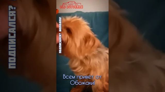 воспитание йоркширских терьеров. всем привет от Собаки Обожаки! смотреть онлайн