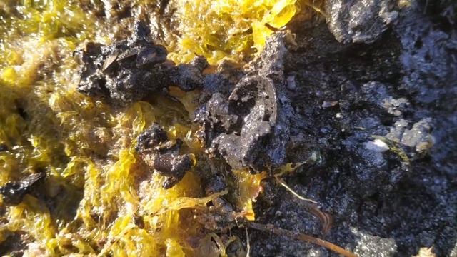 Тилигульский лиман рыбалка с берега нейреис без лопаты много кефали смотреть онлайн