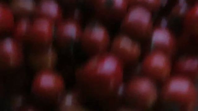 наши собачки...лайка-Бос , и Хаски- секвоя смотреть онлайн