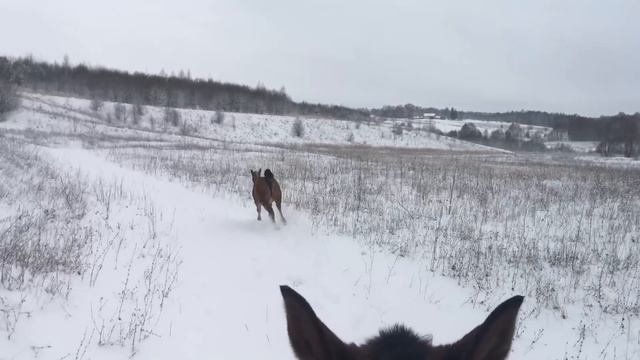 Красоту которую можно увидеть только в деревне. Жизнь в деревне. Верхом на лошади смотреть онлайн