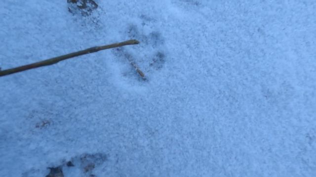 Fox or Dog ... Simple and easy смотреть онлайн