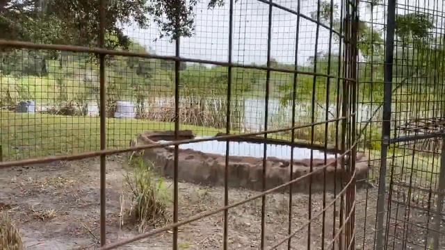 Big Cat Rescue Home Tour: Aria Tiger смотреть онлайн