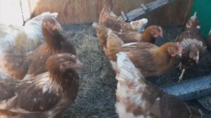 Ломан Браун 4,5 месяца // куры несушки